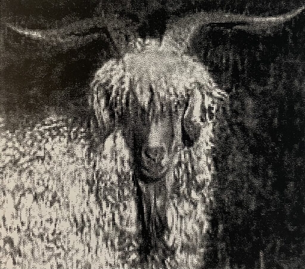 Angora goat-vector - Stock Illustration [11450600] - PIXTA